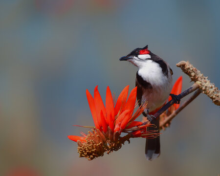 Red-Vented Bulbul