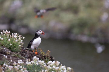 Atlantic Puffin