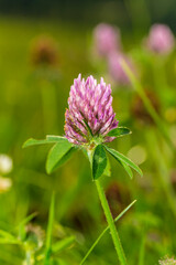 Kleeblüte - Makroaufnahme