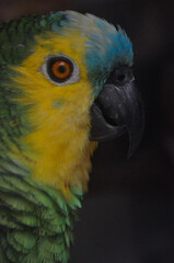Fauna