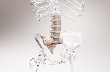 Lumbar spine 3D rendering on glass skeleton - obrazy, fototapety, plakaty