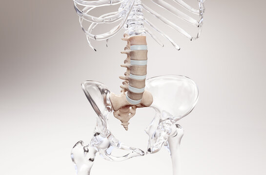 Lumbar spine 3D rendering on glass skeleton