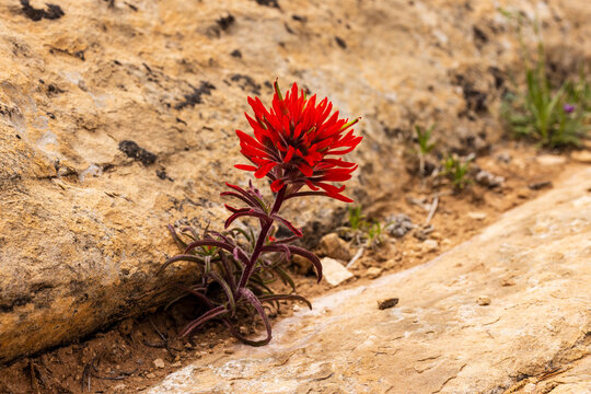 Castilleja angustifolia wildflower, also known as northwestern Indian paintbrush and desert Indian paintbrush during spring in Utah

