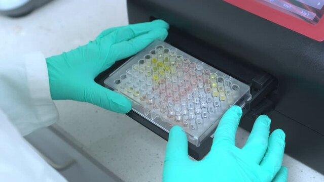 Employing microplate photometers, the scientist engages in the meticulous examination of samples within microtiter plates, facilitating both biological and chemical analyses.