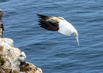 Great northern gannet coming in to land on the cliff face where they are nesting with the blue ocean as the background at Trouphead, Scotland 