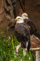 Bald eagles (Haliaeetus leucocephalus), Grizzly  Wolf Discovery Centre, Yellowstone National Park.