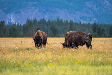 Pair of bison in the meadow. Yellowstone National Park. © Olga