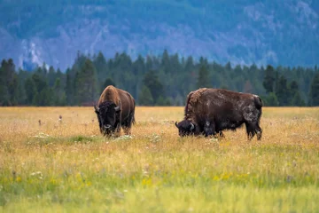 Papier Peint photo autocollant Bison Pair of bison in the meadow. Yellowstone National Park.