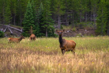 Elk graze in a meadow in Yellowstone National Park.