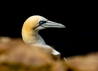 Great northern gannet on a cliff side overlooking the blue ocean at Trouphead, Scotland