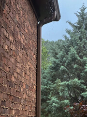 Purple Finch Seeks Shelter