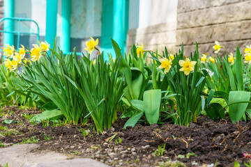 Flowers in the flower bed Narcissus. Greening the urban environment. Background with selective focus and copy space