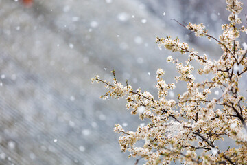 Snow and flowering trees in early spring. Spring background with copy space