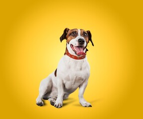 Cute smart dog on colored background