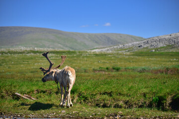 An elk grazes on a green field near against the backdrop of a mountain landscape and a blue sky. The animal eats grass in the wild life. Tourism in Russia, subpolar Urals.