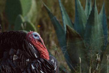 The turkey, a bird of nature, blends with the plant-filled surroundings