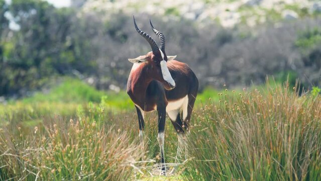 Close up of bontebok antelope standing in grass with mountain in background at cape point national park
