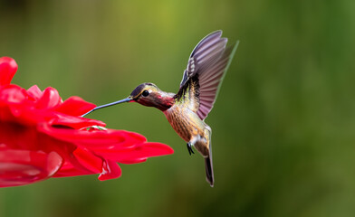 beautiful hummingbird flying over a flower in high resolution