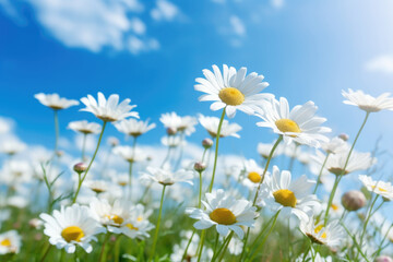 Fototapeta na wymiar Daisy flower field, sunlight summer time