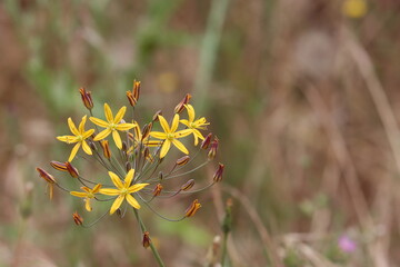 Goldenstar, Bloomeria Crocea, a native perennial monoclinous herb displaying cymose umbel inflorescences during springtime in the Santa Monica Mountains.