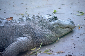 Alligators have a long, rounded snout that has upward facing nostrils at the end. Alligators have a long, rounded snout that has upward facing nostrils at the end.