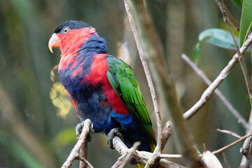 Black capped lory has green wings, red head and upper body, a black cap and blue legs and belly