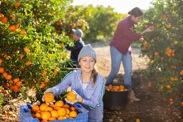 Positive skillful middle-aged woman farmer in plaid shirt harvesting fresh mandarins in orchard on...