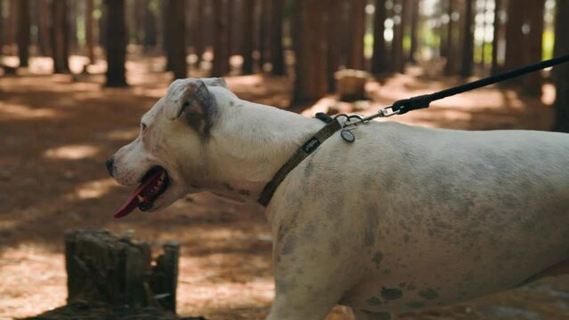 Close up of dog pulling on leash walking through forest in summer