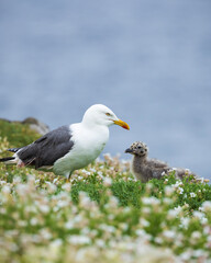 herring gull with baby
