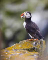 atlantic puffin or common puffin