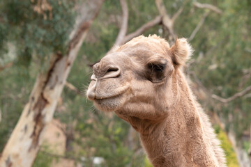 Camels are mammals with brown eyes, long lashes,  a big-lipped snout and a humped back.