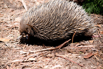 this is the side view of a short nosed echnidna