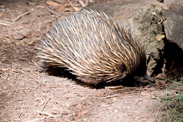 this is the side view of a short nosed echnidna