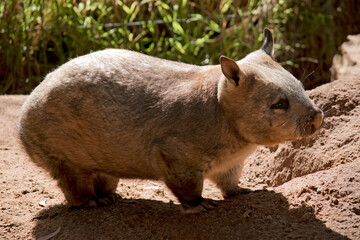 the hairy nosed wombat is enjoying the sun