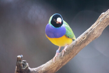 the gouldian  finch is a small bird, with a bright green back, yellow belly and a purple breast. The facial colour is usually black.