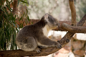 this is a side view of a grey koala with a white chest