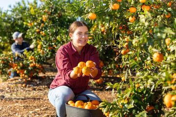 Portrait of cheerful skilled young female gardener picking ripe organic tangerines in cultivating...