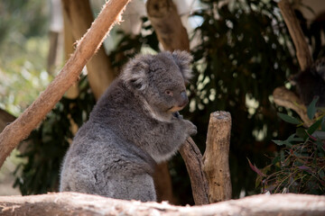the koala is a grey marsupial with white fluffy ears and a large nose that climbs trees