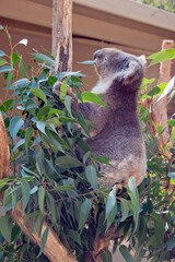 the koala has a large black nose, brown eyes, fluffy white ears with a white chest and grey body and black claws