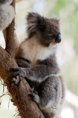 the koala is climbing up the tree