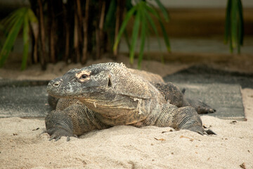 Komodo dragons are large lizards with long tails, strong and agile necks, and sturdy limbs.  Adults are an almost-uniform stone color with distinct, large scales.
