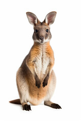 A close up of a kangaroo standing on its hind legs. Generative AI. Friendly vallaby.