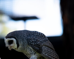 The lesser sooty owl is a dark sooty-grey in color, with large eyes in a grey face, fine white spotting above and below, and a pale belly.