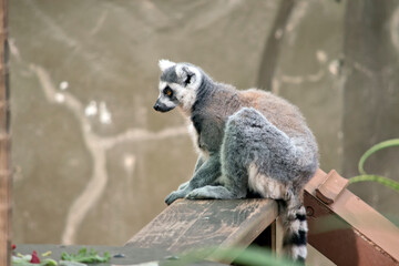 the ring tailed lemur is sitting on a plank