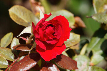 red rose