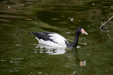 this is a side view of a magpie goose swimming