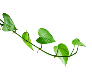 Tropical philodendron leaf creeper isolated element