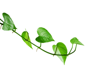 Tropical philodendron leaf creeper isolated element