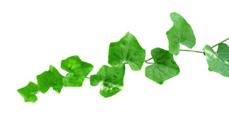 Green leaf ivy isolated border