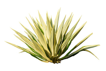 Realistic ornamental plants isolated element